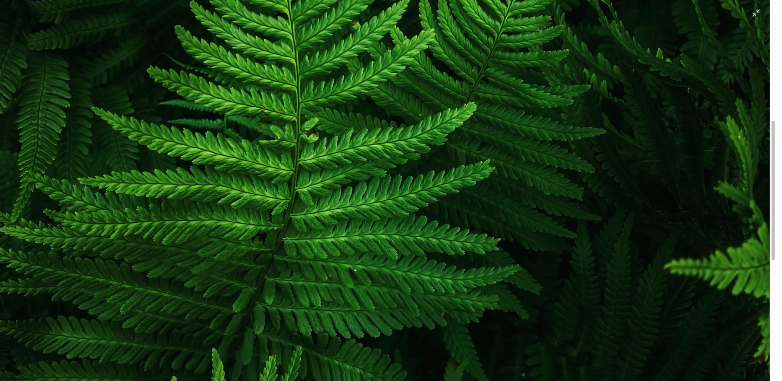 Digital Gift Cards Drive Environmental Sustainability as Retailers Eliminate Plastic Card Production