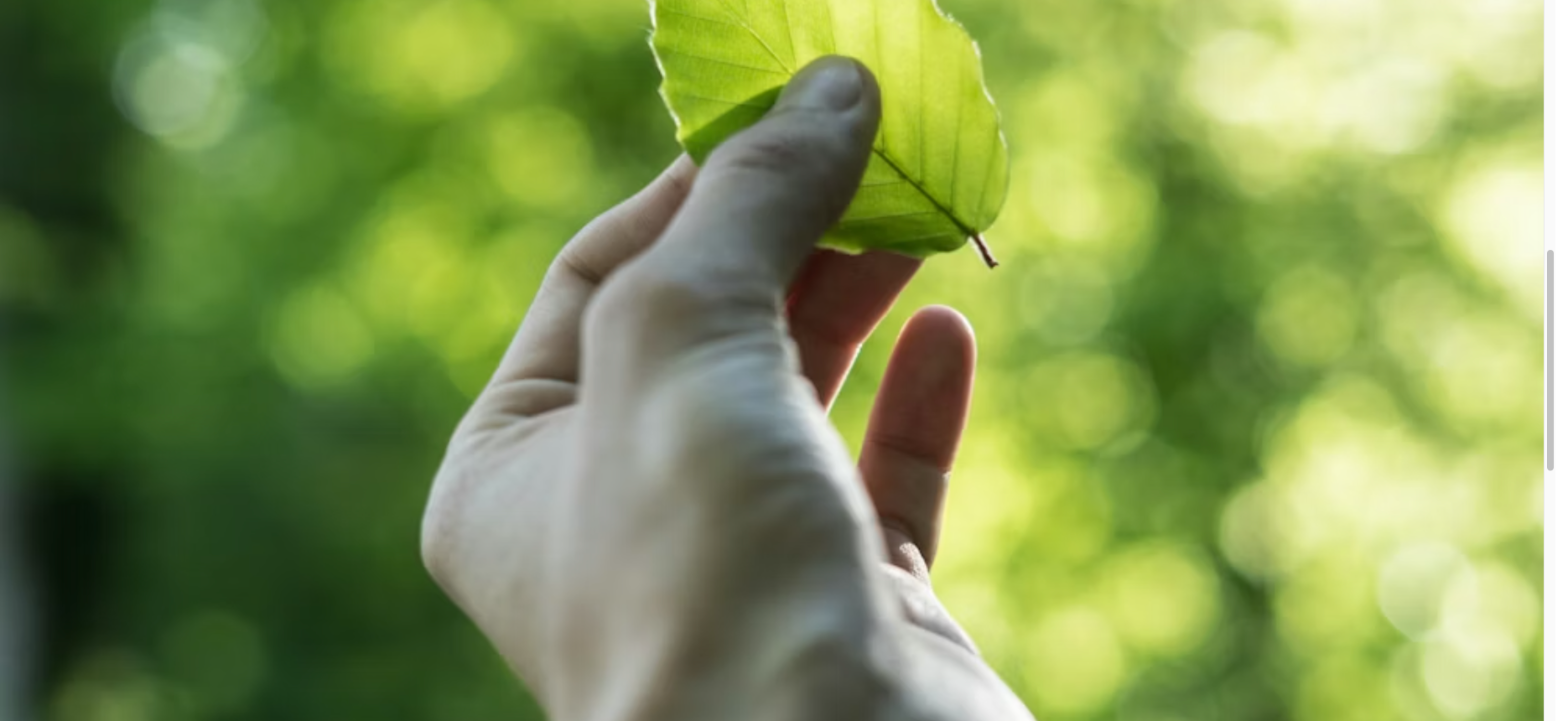 Environmental Sustainability Reshapes Gift Card Industry: Digital-First Strategies and Eco-Friendly Packaging Initiatives Gain Momentum Among Major Retailers