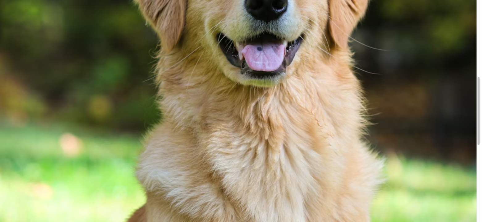 Pet Industry Gift Cards Surge in Popularity: Veterinary Clinics, Pet Stores, and Grooming Services Capitalize on Growing Pet Parent Spending Trends