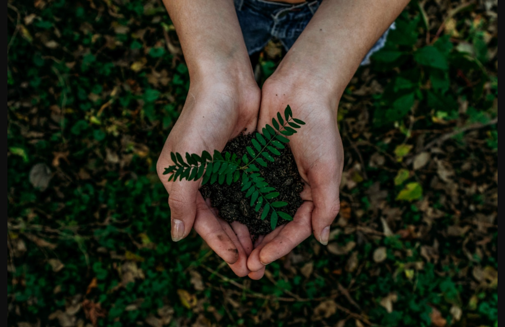 The Rise of Eco-Friendly Digital Gift Cards: How Going Paperless Is Reshaping the Industry